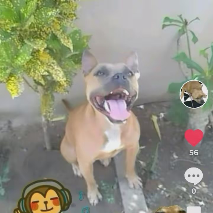 https://youtubr chitara Pitbul