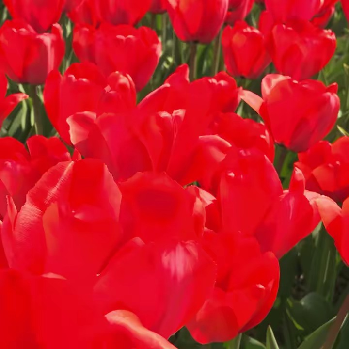 EURO BHAI  E / F 🇵🇰 /🇳🇱