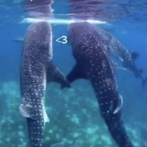 ☆*:.｡.☆.｡.:*☆