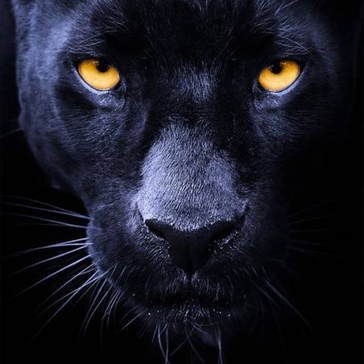 Black Tiger