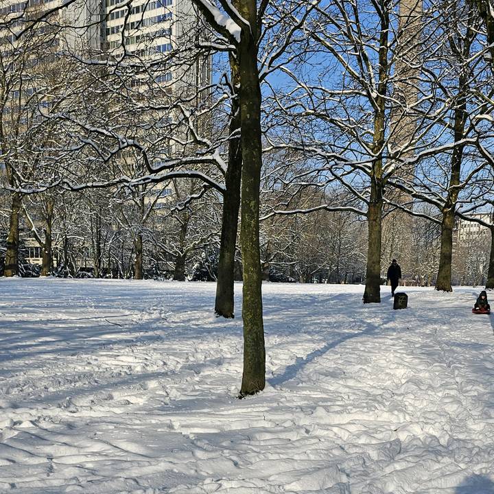 🇦🇱🇩🇪🇹🇳WA HYB🇹🇳🇩🇪🇦🇱