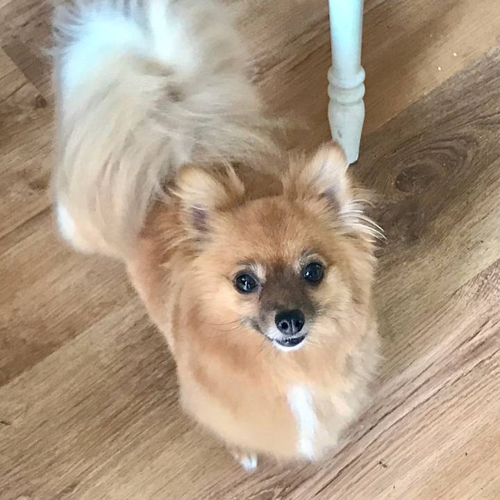 Piglet the Angry Pomchi