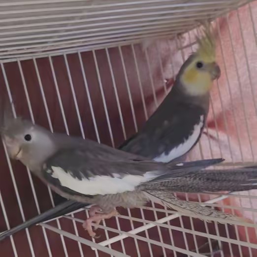 Marcio calopsitas vi