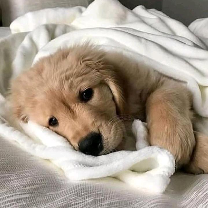 ꨄ𝐒𝐂𝐀𝐑𝐋𝐄𝐓𝐓🪸🐠