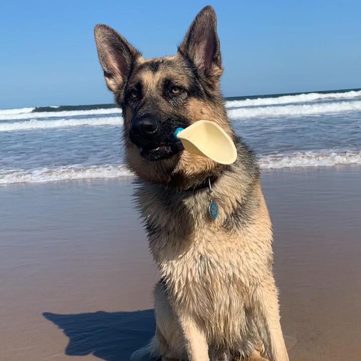 germanshepherd_jax1
