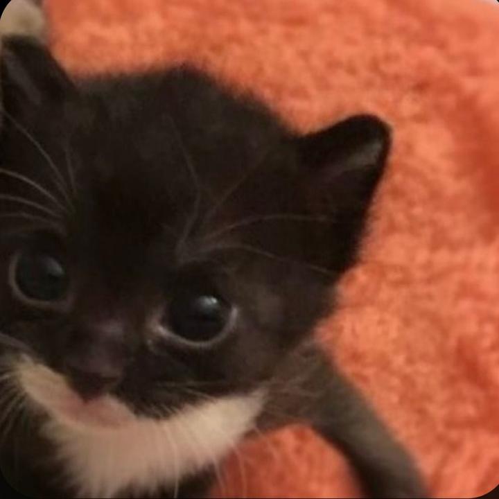 Cuck chair 🥹✌️