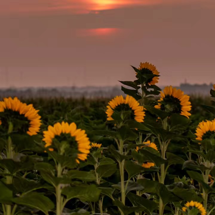 Ma Zin🌻🌻🌻☺️☺️☺️