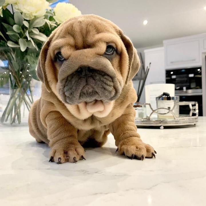 Ultimatebulldogsuk
