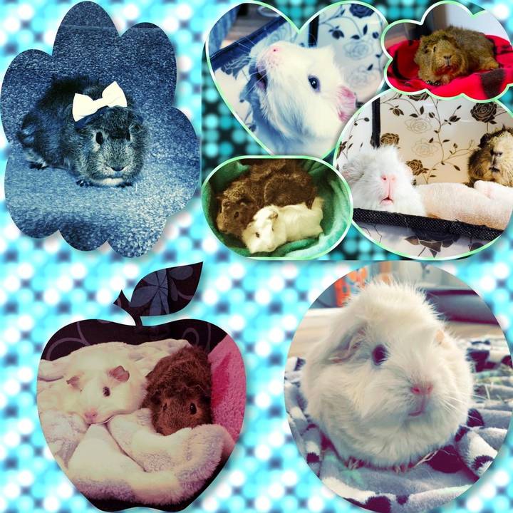 Guinea pig entertainment😁