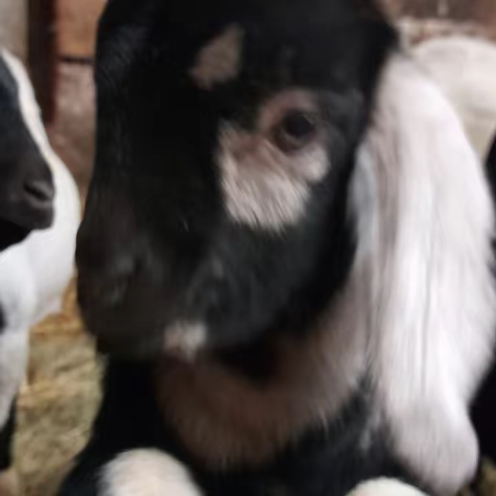 🐑▪︎🐐▪︎🐇