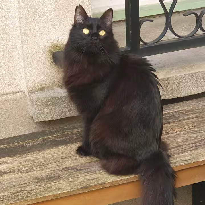 👑 Marquise de Seeyu 👑