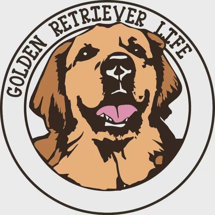 Golden Retriever Life