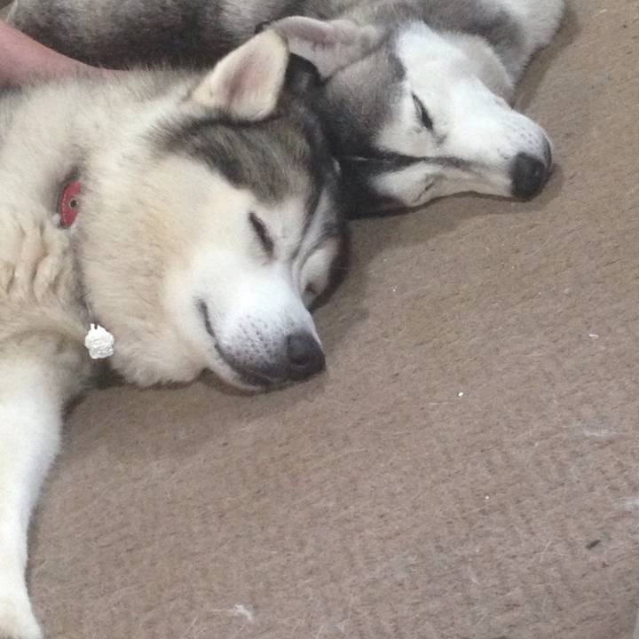 Koa n Lula the husky