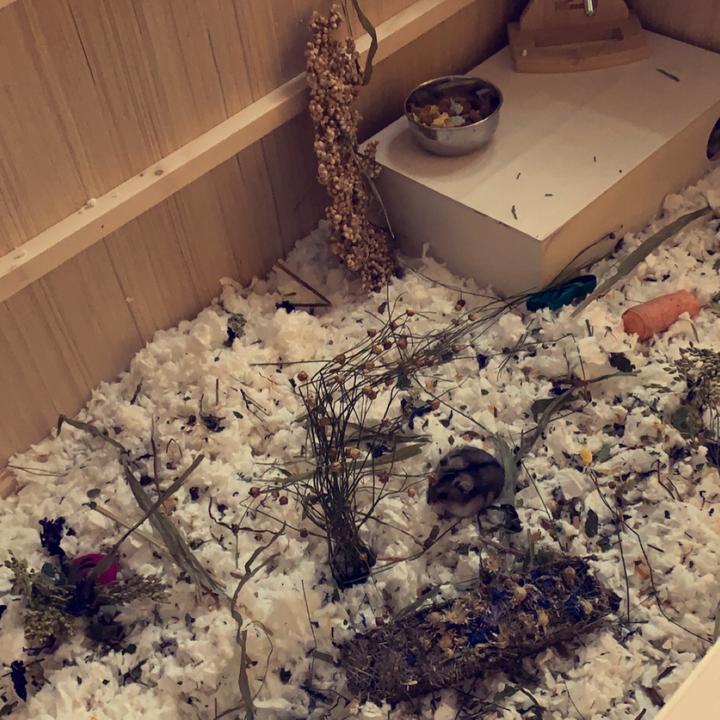 𝐄𝐕𝐄 🐹🤎