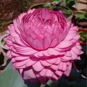 🇻 🇮 🇩 🇪 🇴  🇪 🇩 🇮 🇹 🇿