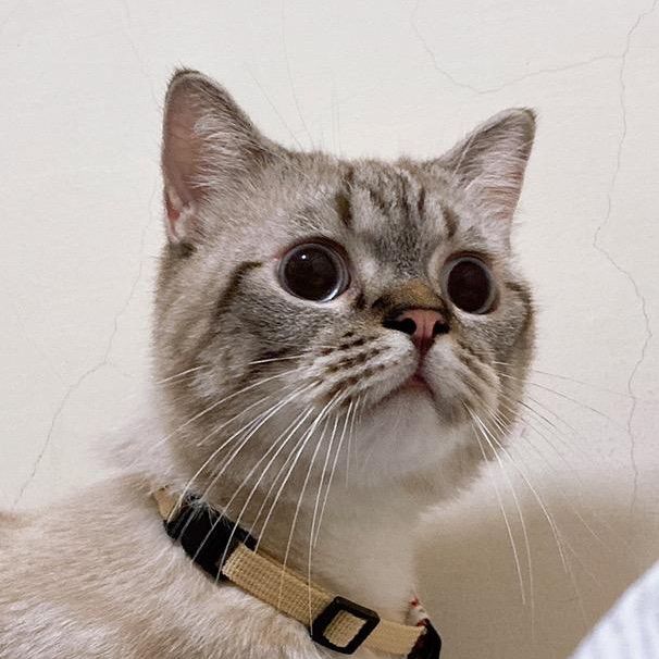 水餃只加番茄醬・ε・