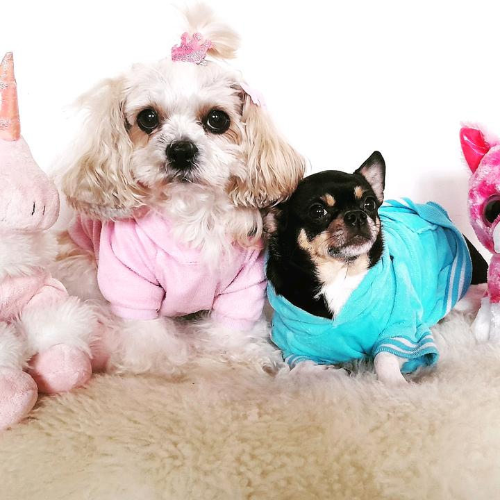 Nina My dogs Luna and Lungo