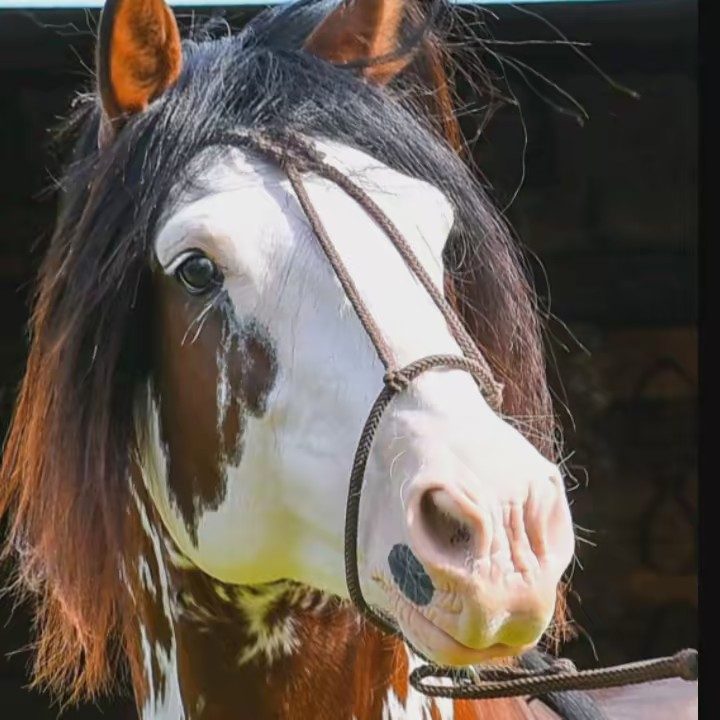 ✨𝓛𝓲𝓼𝓲🐴