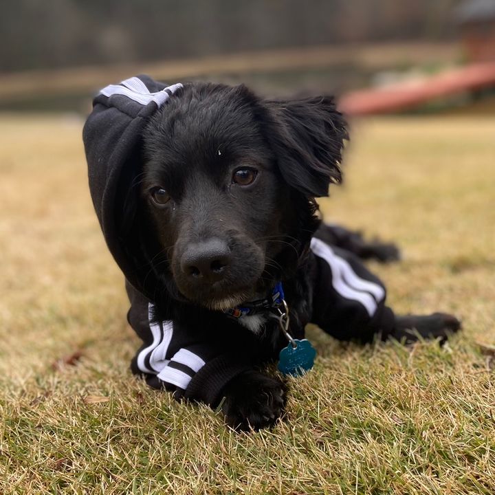 Dachshund Cocker Spaniel Mix