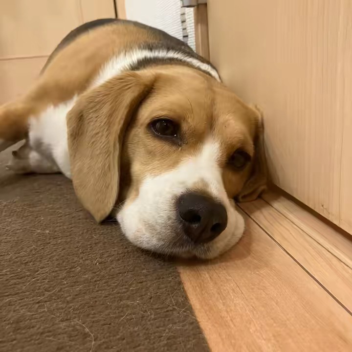 ディータ🐶🦴