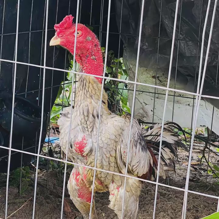 Khải Chiến Kê Shop