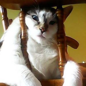 crazydragonmama13666