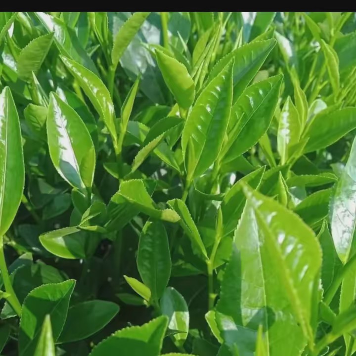 Trà Ngon Thái Nguyên