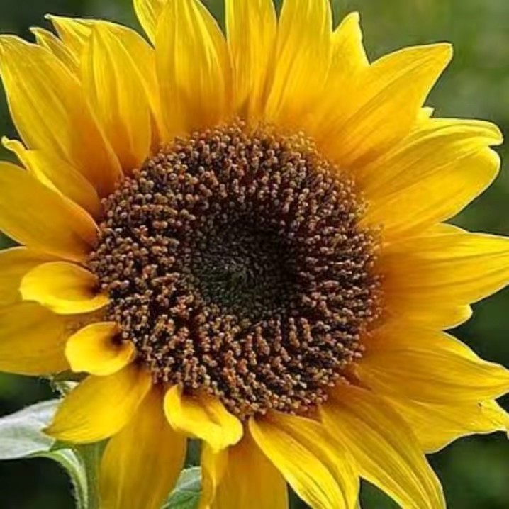 🌻