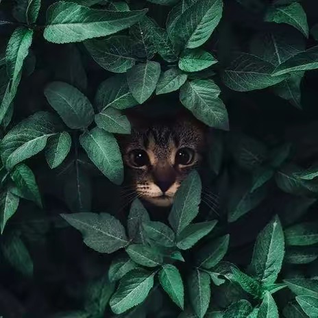 Kleine K~O~R~N~B~L~U~M~E 🌾🦋