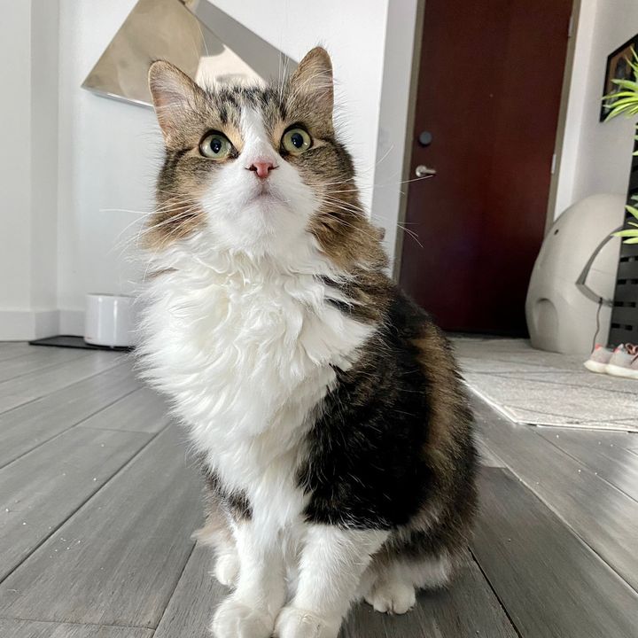 Ari the Megaphone Monster