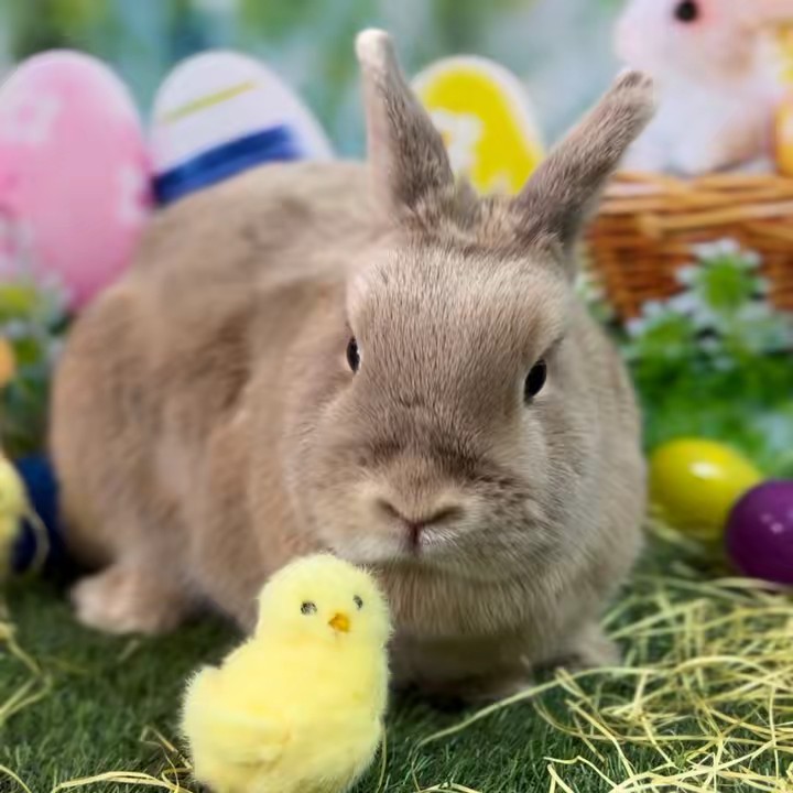 ぷくぷくうさぎ