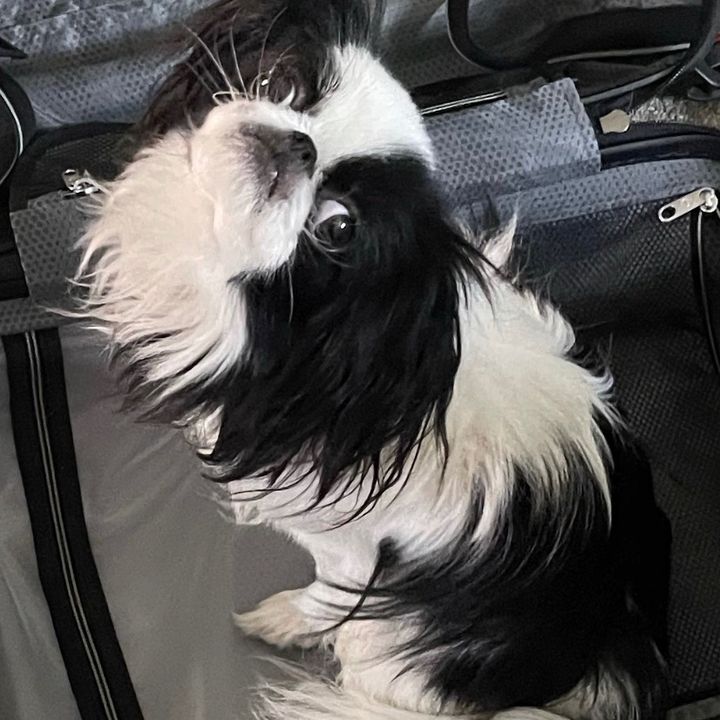 Tuko.Mystical.Mountain.Chin