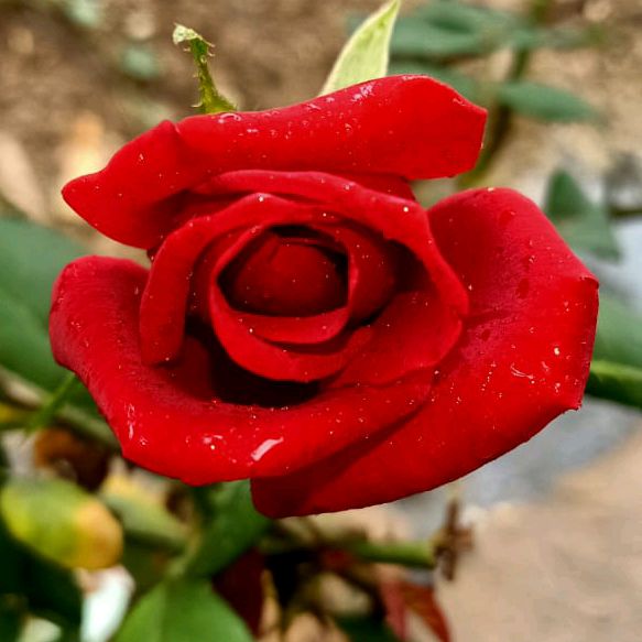 🔥ಗುಬ್ಬಿ 🔥 ಹುಡುಗ 🔥🤔