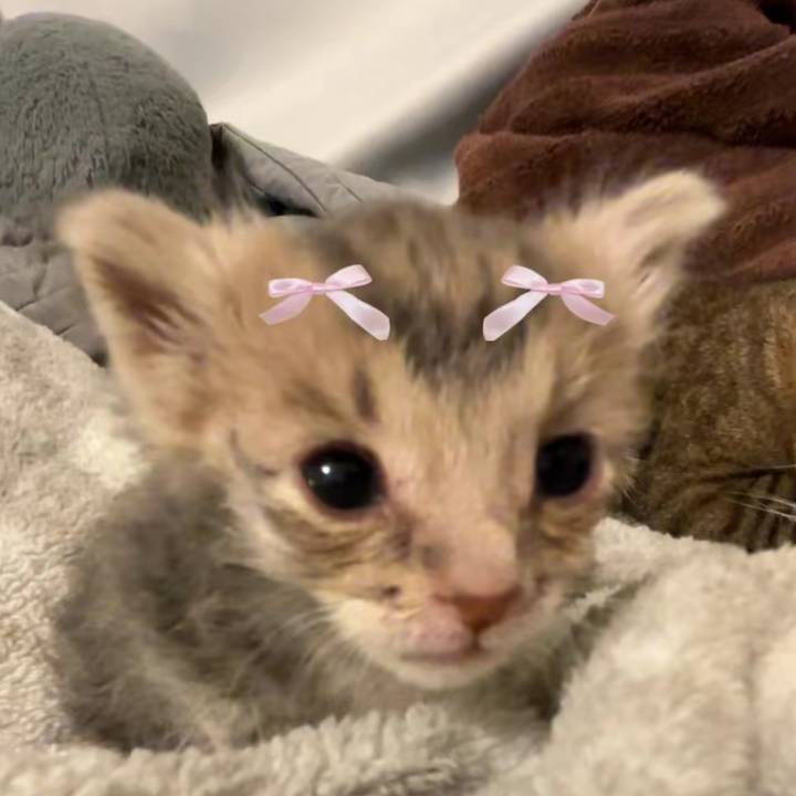 Amelia_marinebiology 🌺