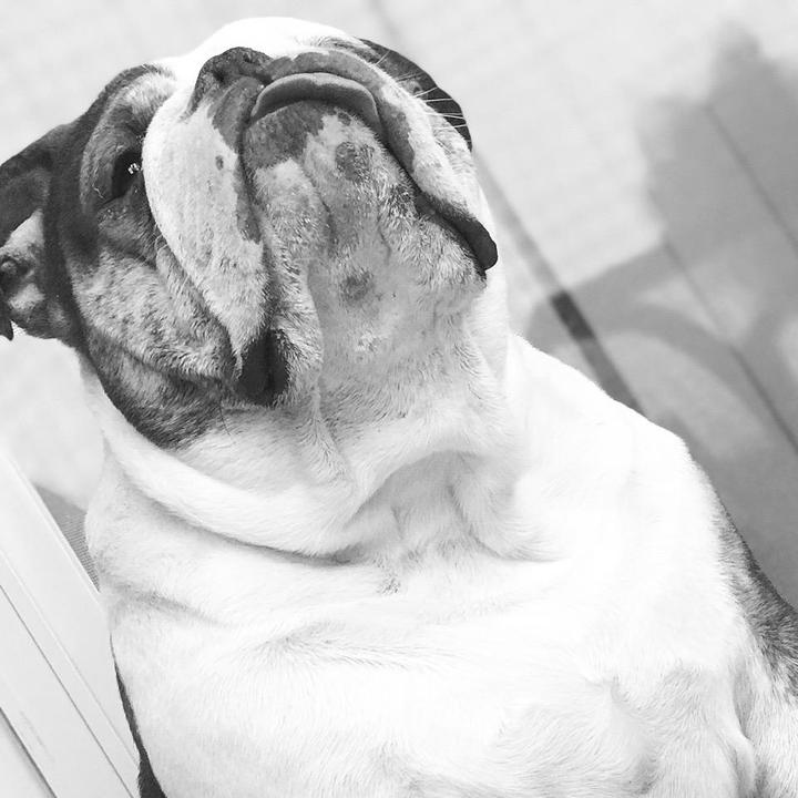 MUNO🐶and KIKI👒🇺🇸🇩🇴