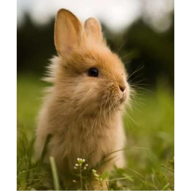 Дарья Чекамеева