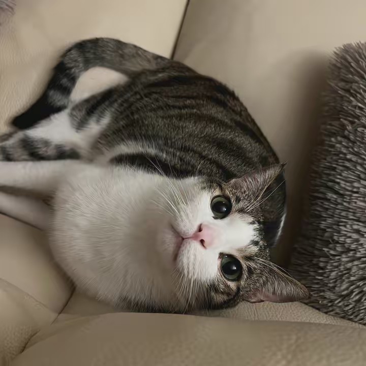 Asociación Gata Maggie