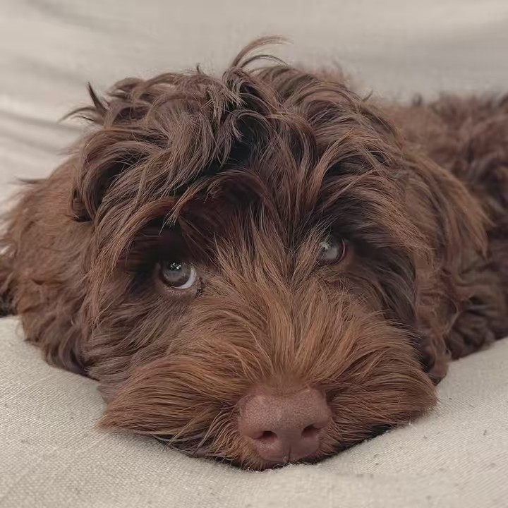 chocolate.remydoodle