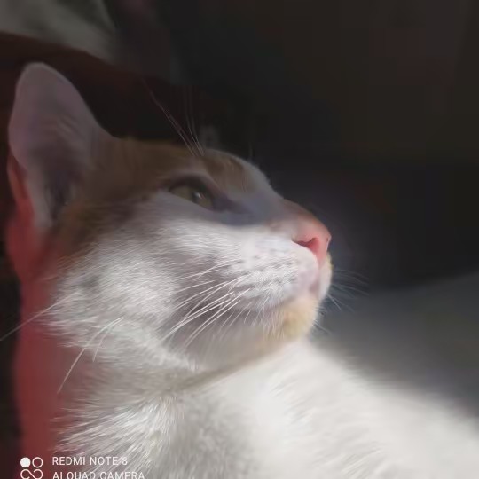 🖤ラファエラ❤️