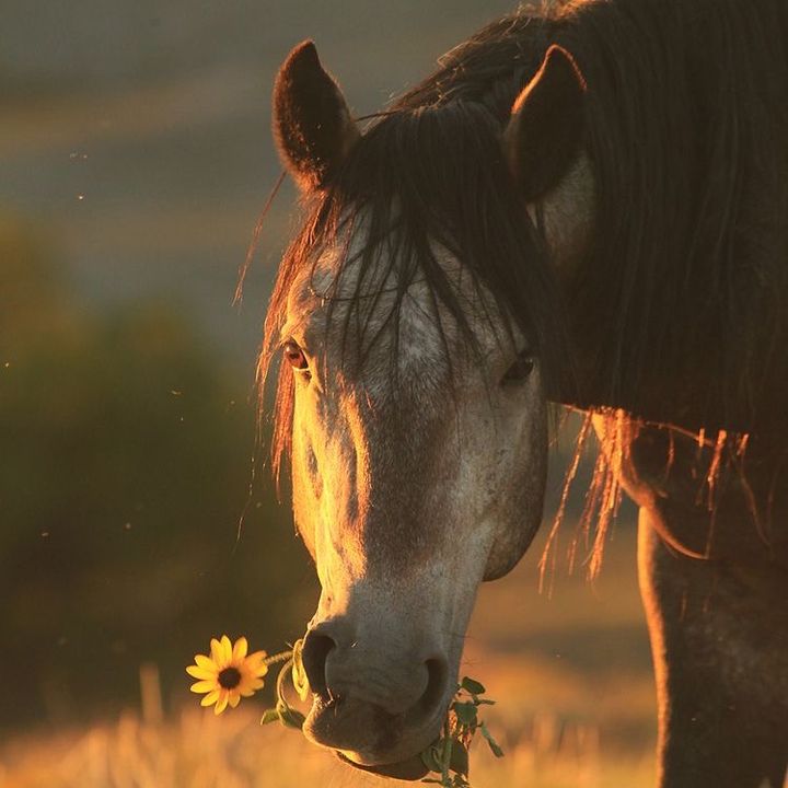🪶Cowboy killer🪶