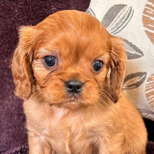 Kingston the cavalier