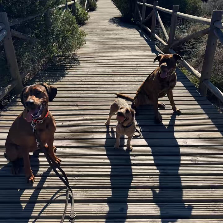 Paddy mit Balou und Mia