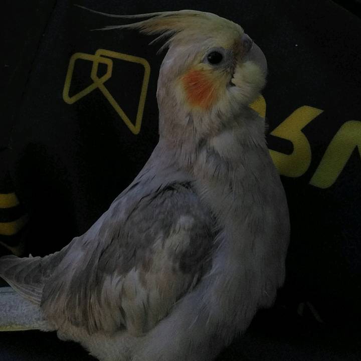 vídeos de calopsita