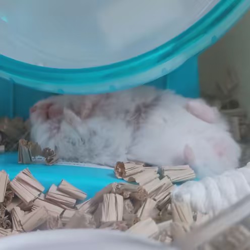 ハムスター（H，）