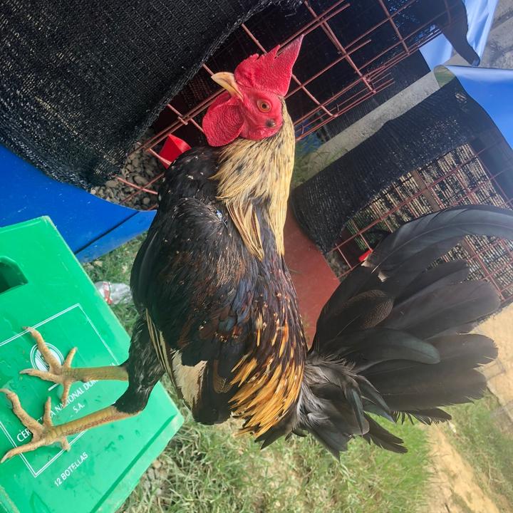 🔥🐓Máquinadeguerra🐓🔥