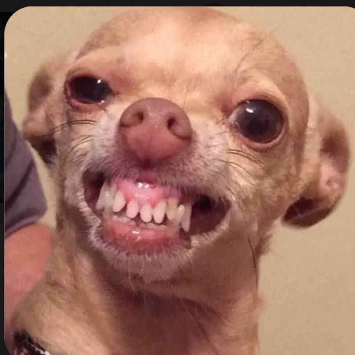 Brut🇫🇷🇬🇫🇸🇳🇨🇻