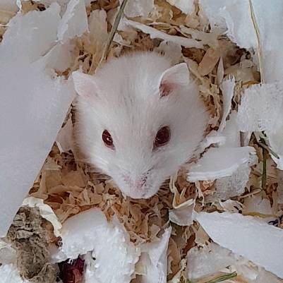 🐹 💞BOOP&FLUFF💞🐹