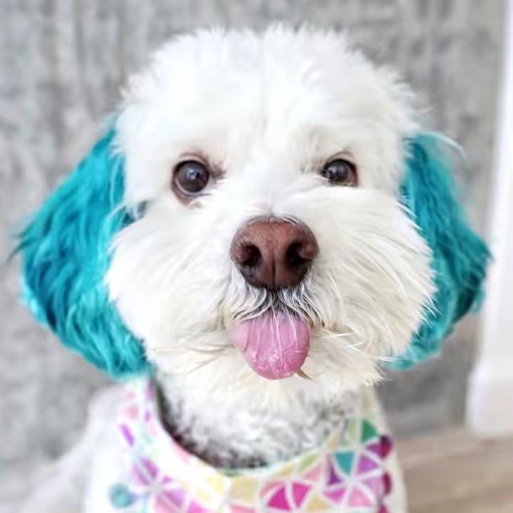 Sushi the Dog
