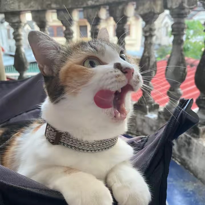 อยู่บ้านเลี้ยงแมวเฉยๆ