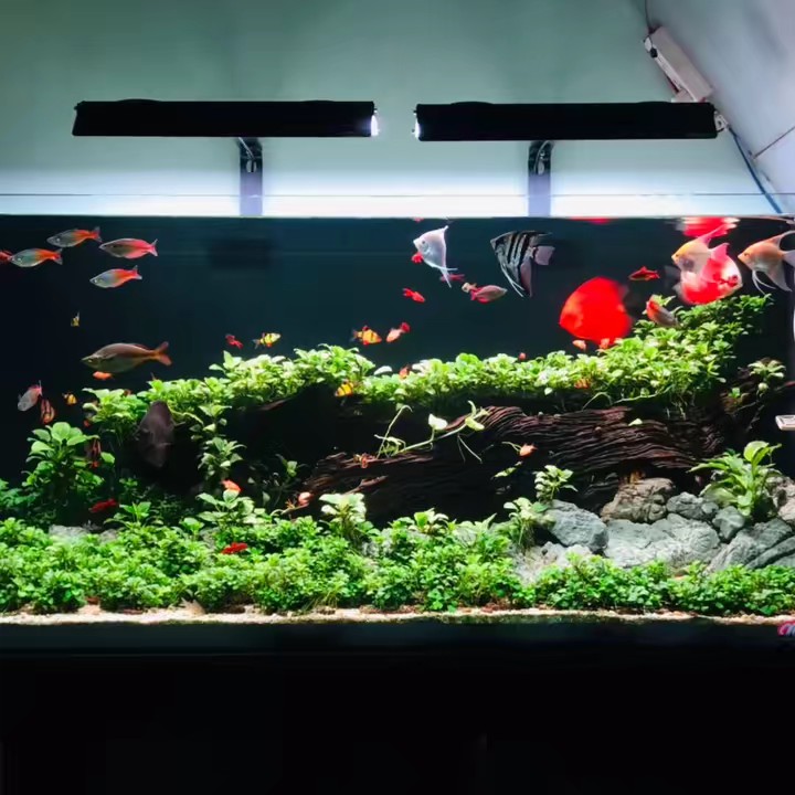 Ngô Văn Sương Aqua